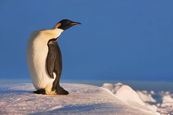 Emperor penguin - Antarctica, Weddell Sea, Queen Maud Land, Ekstrom Ice Shelf, Atka Bay