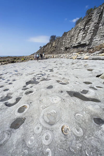 England, Dorset, Lyme Regis, Jurassic Coast, Rocks with Ammonite Patterns