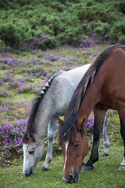 England, Hampshire, New Forest, Horses