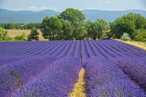 Europe, France, Provence, Gordes, Lavender fields