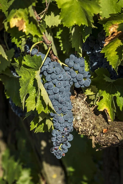 europe, italy, umbria. Sagratino grape near to Montefalco