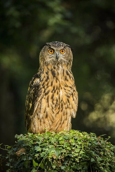 European Eagle Owl (Bubo bubo), (C), Hampshire, England, UK