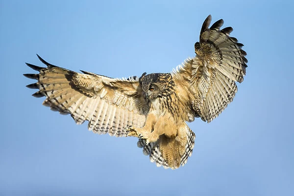 European Eagle Owl (Bubo bubo) (Captive)