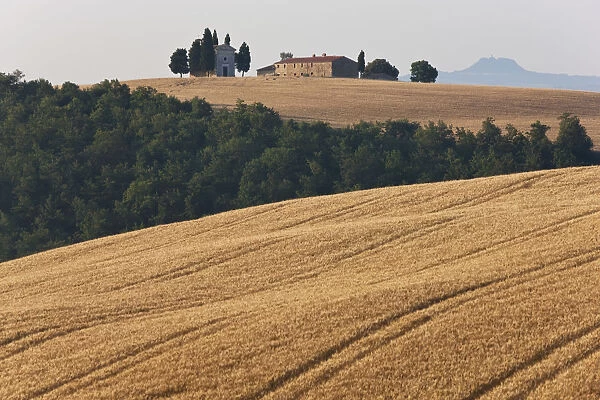 Farm and chapel above a field of barley, Val d Orcia, Tuscany, Italy