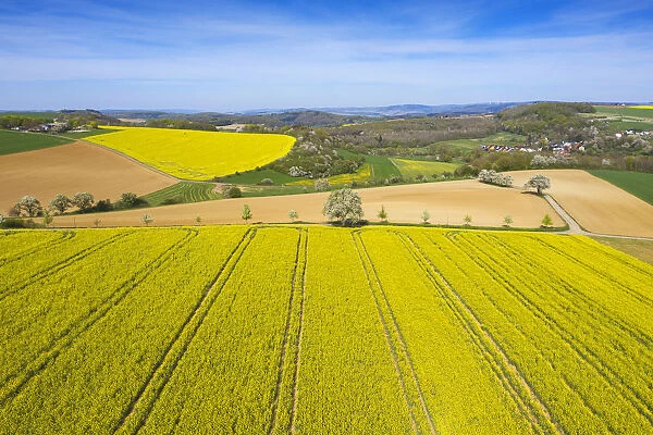 Flowering rap fields near Saarburg, Hunsruck, Rhineland-Palatinate, Germany