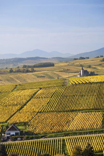 France, Haut-Rhin, Alsace Region, Alasatian Wine Route, Ribeauville, vineyard view