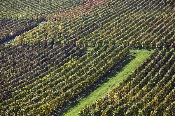 France, Marne, Champagne Region, Montvoisin, vineyards