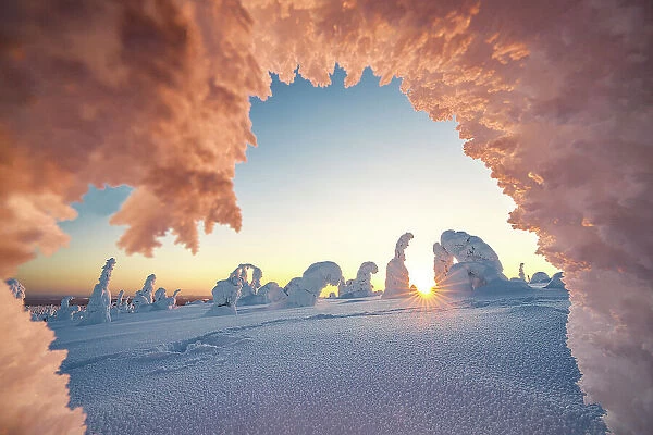 Frozen snowy trees in shape of a heart lit by the warm lights of the cold arctic sunset, Lapland, Finland