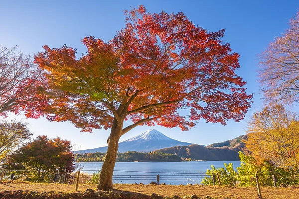 Fuji Five Lakes, Yamanashi Prefecture, Japan. Maple tree and Mt Fuji in autumn