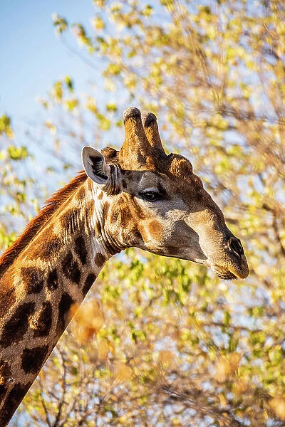 Giraffe, Chobe National Park, Botswana, Africa
