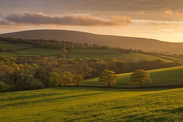 Gorgeous evening sunlight illuminates the spring trees and fields of South Tawton