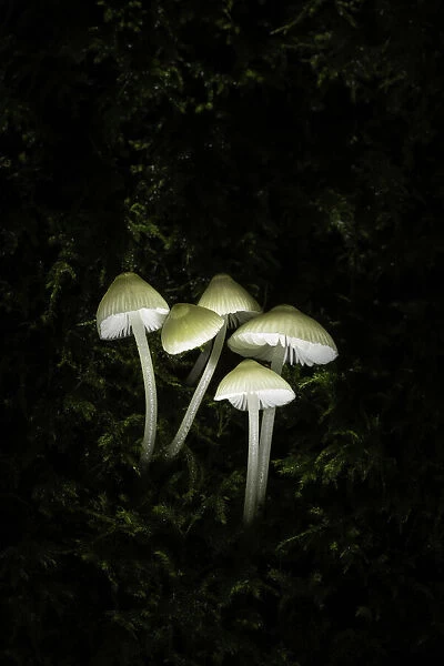 Group of Mycena spp. New Forest National Park, Hampshire, England, UK
