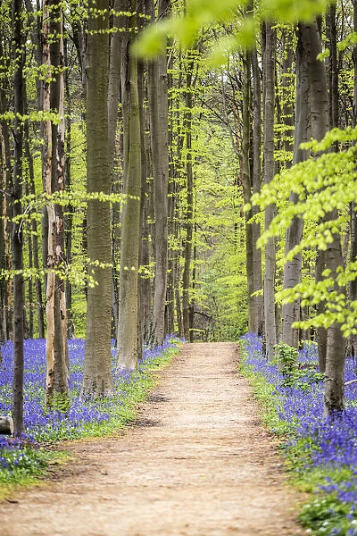 Hallerbos, beech forest in Belgium full of blue bell flowers