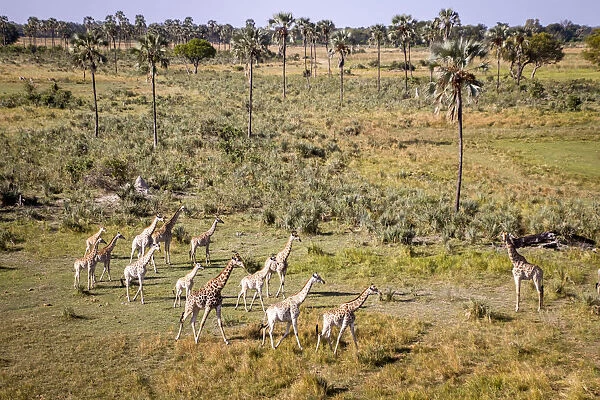 A herd of Giraffe travels through palm trees, Okavango Delta, Botswana