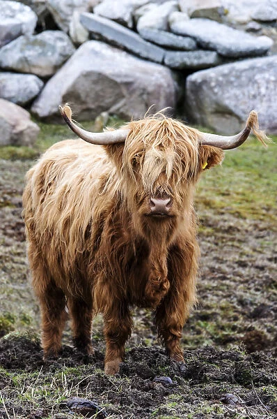 Highland cattle, Harris, Hebrides, Scotland