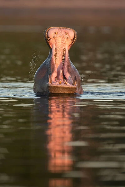 Hippopotamas (Hippopotamus amphibius), Chobe River, Botswana, Africa