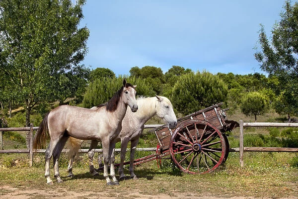 Horses, Cercal, Alentejo, Portugal