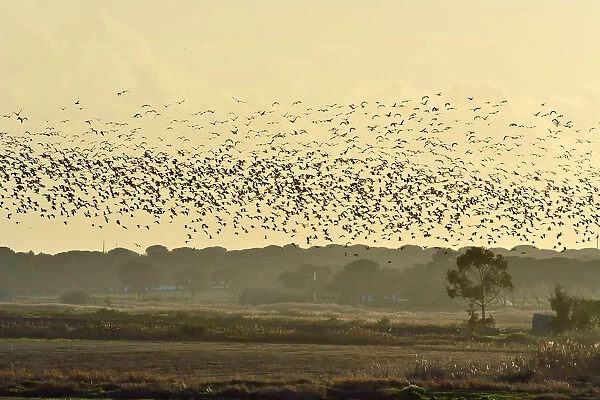 A huge flock of Glossy Ibis (Plegadis falcinellus) flying over a rice field at the