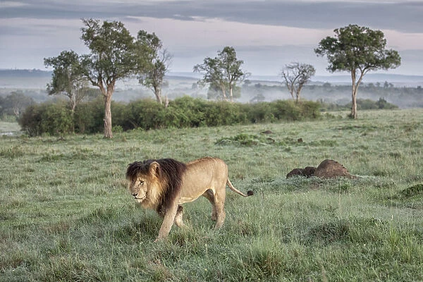 Iconic Lion scarface (panthera leo) in the msaimara national reserve, kenya