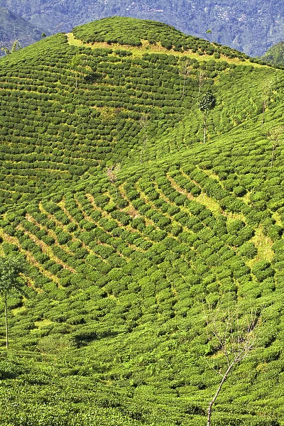 India, West Bengal, Darjeeling, Happy Valley Tea Estate