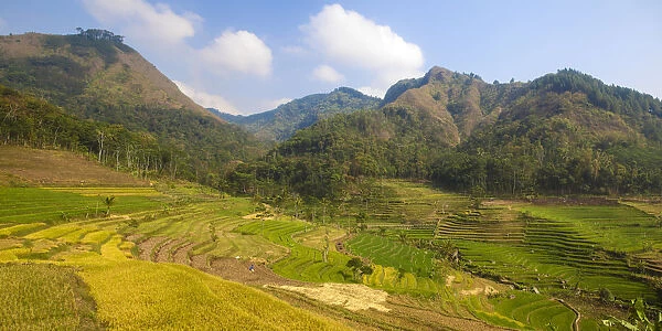Indonesia, Java, Magelang, Rice paddies near Borobudur