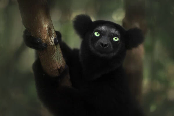 indri (Indri indri) portrait in eastern Madagascar (Photos Framed,  Prints,...) #20126544