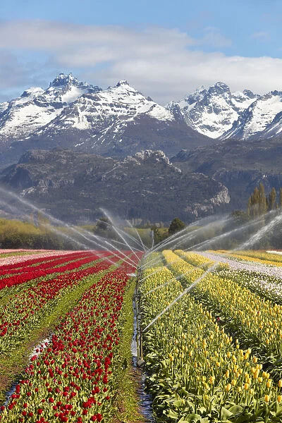 Irrigation of a tulip field in the 'Valle Hermoso'(Welsh: Cwm Hyfry), Trevelin, Chubut, Patagonia, Argentina. In the background the Gorsedd and Cwmwl snowy peaks