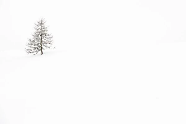 Italy, Veneto, larch isolated in white snow