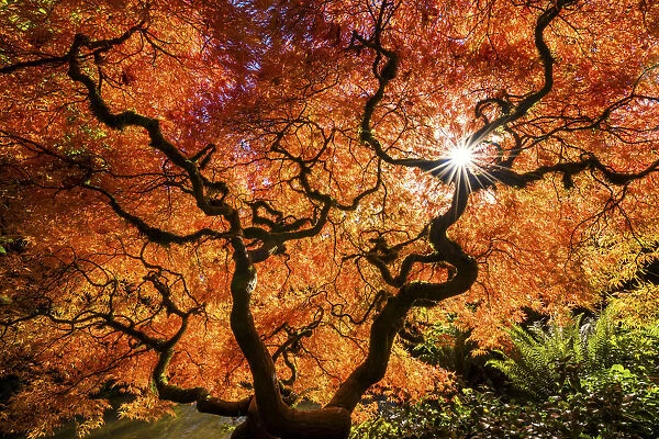 Kubota Japanese Garden in Autumn, Seattle, Washington, USA