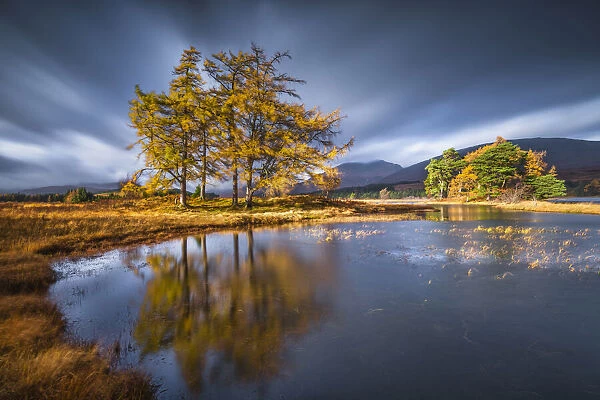 Larch Trees Reflecting in Loch Tulla in Autumn, Argyll & Bute, Scotland