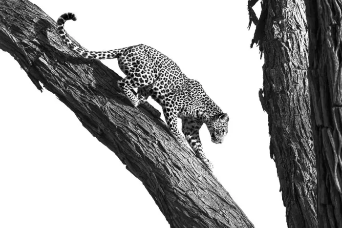 Framed Print : Okavango Delta Leopard Tree Print, Botswana Framed Print : Okavango Delta Leopard Tree Print, Botswana