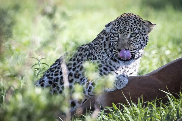 Leopard with kill, Moremi Game Reserve, Okavango Delta, Botswana