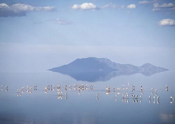 Lesser flamingos feed on Lake Natron