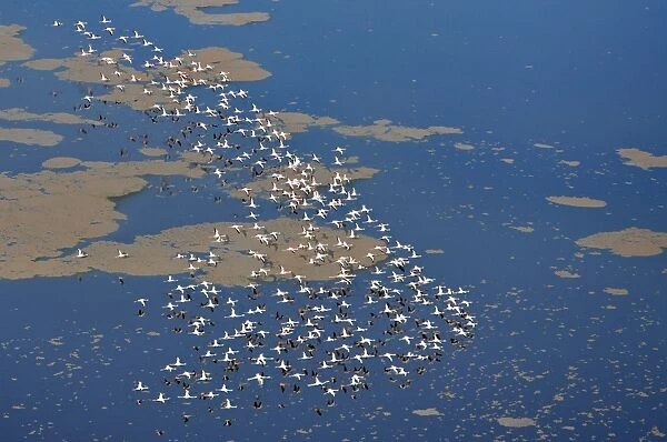 Lesser flamingos flying over Lake Logipi, a seasonal alkaline or soda lake at the northern end of the