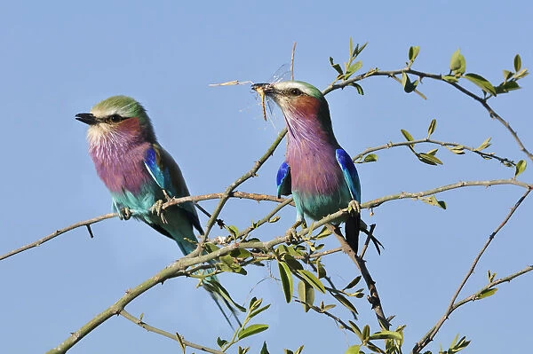 Lilac-breasted Roller, Coracias caudatu, Chobe National Park, near the town of Kasane
