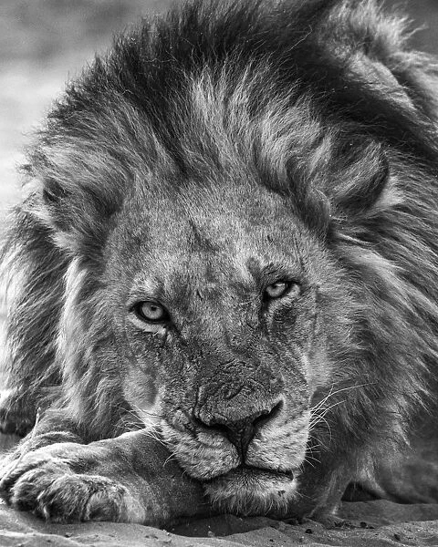 Lion, Chobe River, Chobe National Park, Botswana