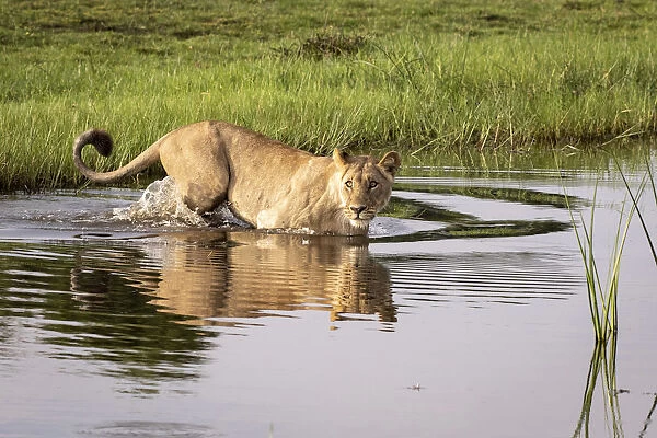 Lion crossing water, Okavango Delta, Botswana