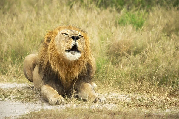 Lion (Panthera leo), Male calling, Savuti, Chobe National Park, Botswana, Africa