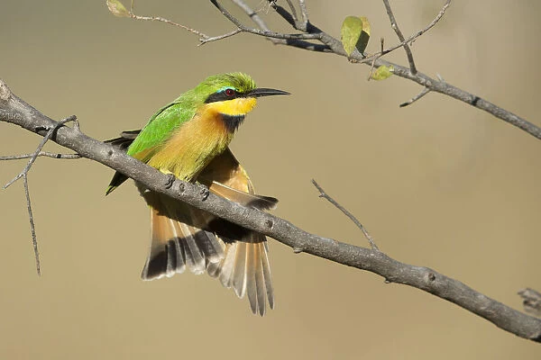 Little bee-eater (Merops pusillus), Khwai, Botswana, Africa