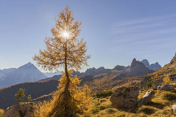 Lonely larch in the Dolomites, Cortina d Ampezzo, Belluno district, Veneto, Italy