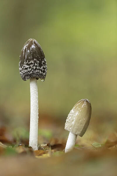 Magpie Inkcap or Magpie fungus (Coprinopsis picacea), New Forest National Park, Hampshire