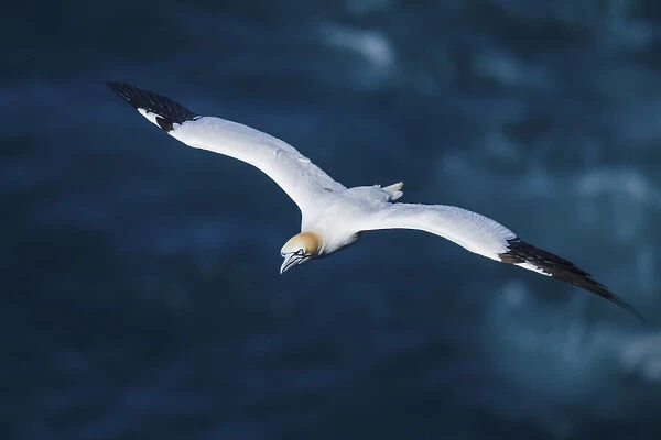 A majestic gannet flying over the ocean. Mykines, Faroe Islands