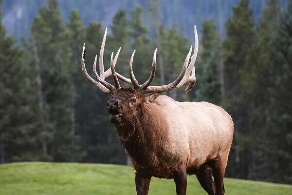 Male Elk, Banff National Park, Alberta, Canada