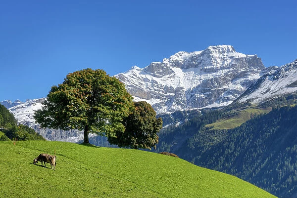 Meadow with cow and trees against Chammliberg mountain at fall, Uri, Switzerland