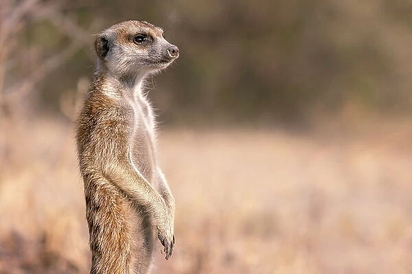 Meerkat, Kalahari Desert, Botswana