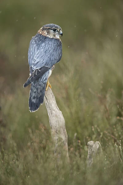 Merlin (Falco columarius), England