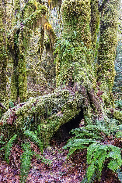 Mosses covered tree, Hoh rainforest, Olympic National Park, Washington, USA