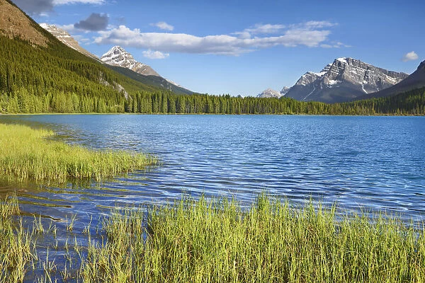 Mountain landscape at Waterfowl Lake - Canada, Alberta, Banff National Park