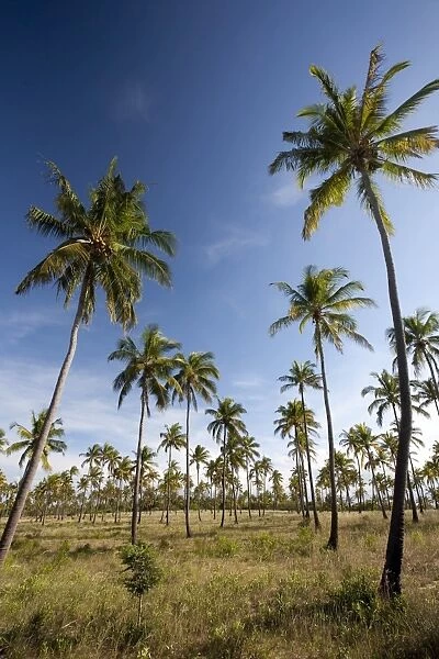 Mozambique, Tofo. Coconut plantations around Tofo