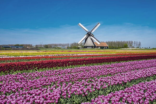 Netherlands, North Holland, Schermerhorn. Windmill, polder mill from Schermerhorn group